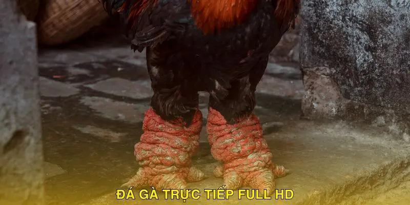 Bạn có thể thưởng thức trực tiếp trận đấu với chất lượng Full HD