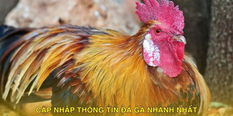 Cam kết mang đến mọi thông tin được cập nhật nhanh chóng nhất