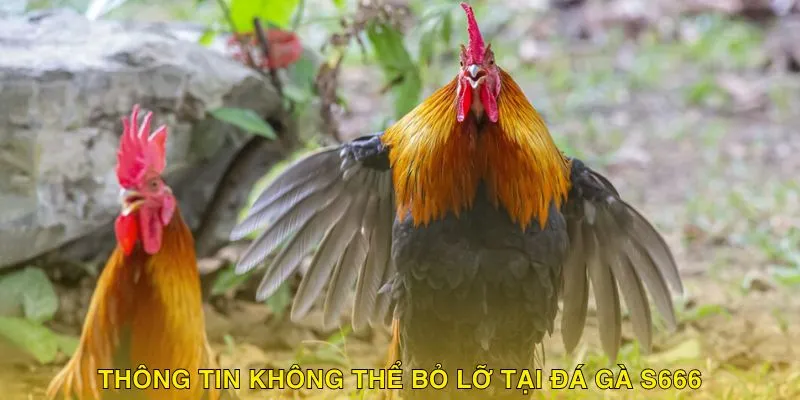 Một vài thông tin tổng quan không nên bỏ qua về sảnh đá gà S666