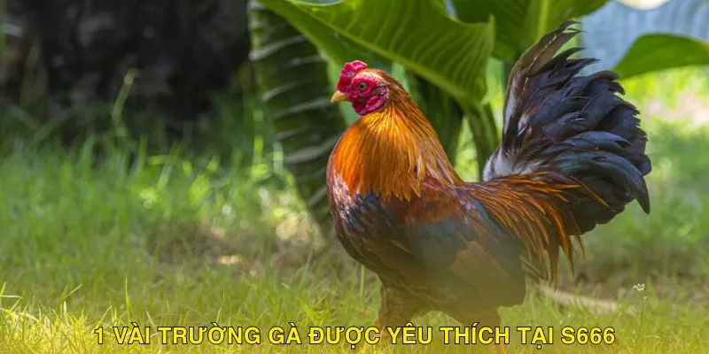 Một vài trường gà được thành viên yêu thích tại thương hiệu